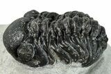 Bargain, Austerops Trilobite - Ofaten, Morocco #287546-2